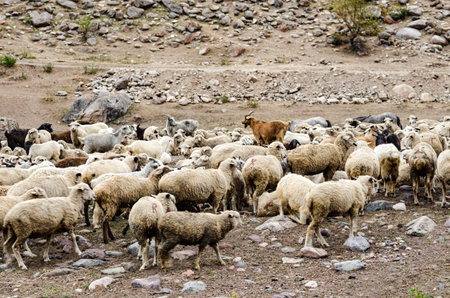 a flock of sheep on a pasture in the mountainsの写真素材
