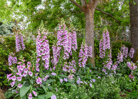 purple foxglove unusually beautiful grows in the garden close-up.