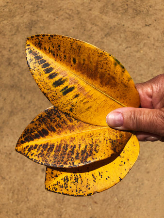 old ficus leaf good example for coloristics and design yellow brown beautiful combination
