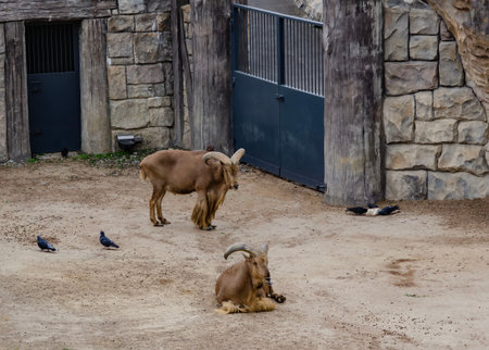 Barbary sheep, one resting and one standing, inside a zoo enclosure with pigeons nearby. Background...