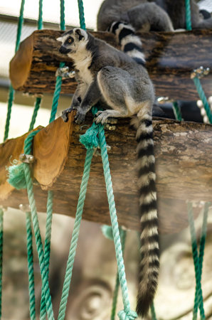 A closeup photo of a lemurs in the zoo are amazingly beautiful animals their striped tails are a miracle of natureの写真素材