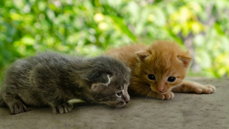 Two Little newborn kittens lie on a wooden surface outdoors, with the background of blurred green...