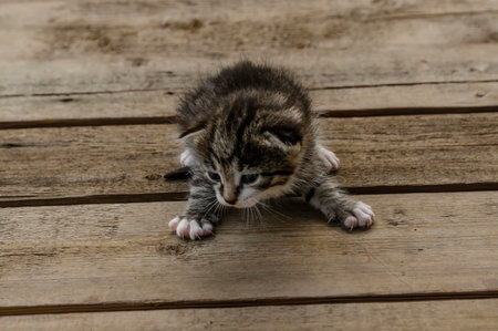 A small newborn tabby kitten is lying on a wooden surface outdoors, with a blurred green garden foliage in the background. The kitten has barely open eyes, showing vulnerability and cutenessの写真素材