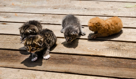 A small newborn kitten lies on a wooden surface outdoors, against the backdrop of a blurred green garden foliage. The kitten has barely open eyes, showing vulnerability and cuteness.の写真素材