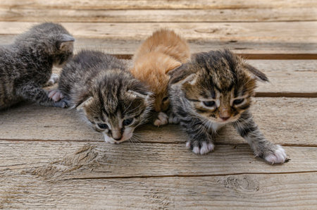 A small newborn kitten lies on a wooden surface outdoors, against the backdrop of a blurred green garden foliage. The kittens have barely open eyes, showing vulnerability and cutenessの写真素材