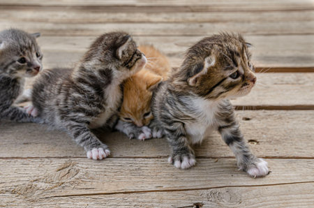 A small newborn kitten lies on a wooden surface outdoors, against the backdrop of a blurred green garden foliage. The kittens have barely open eyes, showing vulnerability and cutenessの写真素材