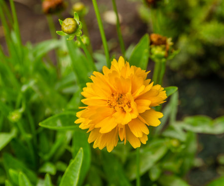 Close-up of blooming Coreopsis grandiflora with water drops in summer garden on a green blurred...