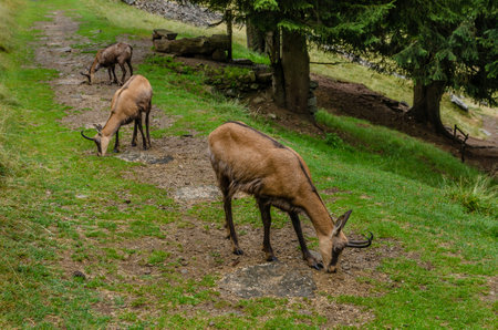 Chamois, Rupicapra rupicapra, on rocky hill, forest in background, slopes of Chamonix valley France. Wildlife scene with horned animal, chamois. Forest landscape with chamois.の写真素材