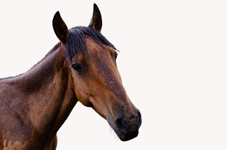 Wet horse head close-up isolated on transparent background with sad expressive eyes and mane for use in equine-themed content, animal rights campaigns, veterinary visuals, or artistic compositions.の写真素材