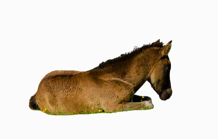 brown foal lying on summer pasture isolated transparent background