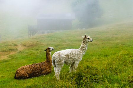 two beautiful multi-colored llamas in the mountains on a foggy morningの写真素材