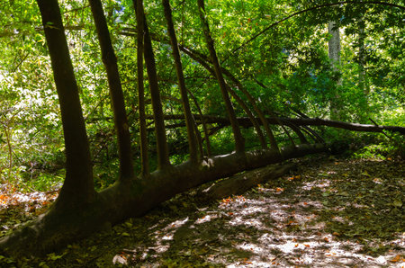 Henry Cowell Redwoods State Park