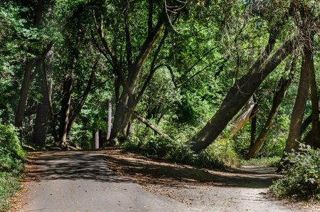 California Henry Cowell Redwoods State Park. paths in the park
