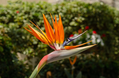 Strelitzia, Bird of Paradise Plant. Large tropical flower with spiky, beautiful, colorful, glossy...
