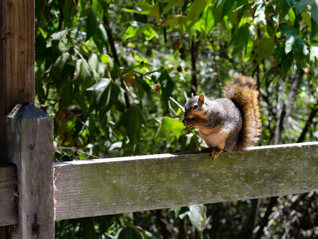 Wild squirrel eating nut on wooden fence in forest with green foliage and natural sunlightの写真素材