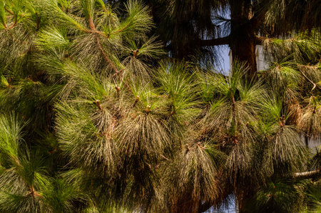 A close-up of long pine needles on a branch illuminated by warm natural sunlight makes a good background for a New Years card.の写真素材