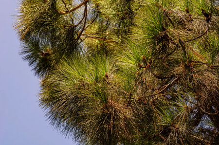 A close-up of long pine needles on a branch illuminated by warm natural sunlight makes a good...