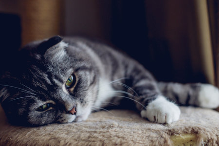 the cat sleeps