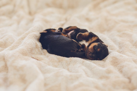 two puppiesの写真素材