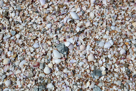 From above pebble and assortment of conches and shells texture background.