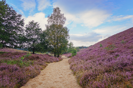 Morning in the heather fields in the Veluwe National Park, Netherlands.の写真素材