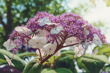 Inflorescence flower hydrangea in the sun.