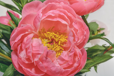 Peony in all its splendor against a white backgroundの写真素材