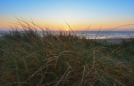 Evening in the dunes and views of the sunset on the sea through the grass.の写真素材