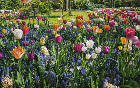 Colorful flower bed with tulips in the Keukenhof park, Netherlands.の写真素材