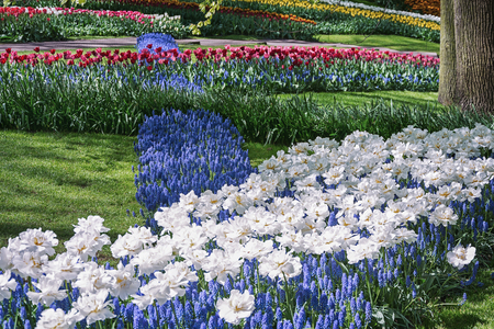 Multi-colored species of flower fields in Keukenhof park, Netherlands.の写真素材