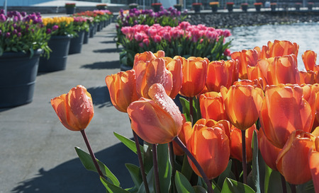 The annual festival of tulips flowing in the streets of Amsterdam.の写真素材