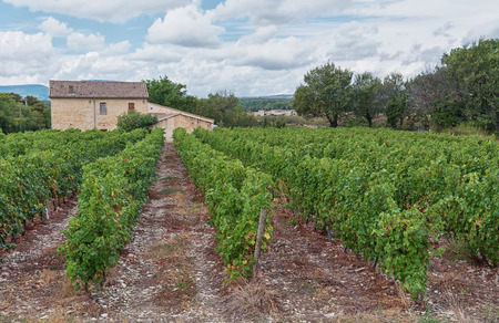 A small plantation of grapes in the wine region of Ardeche, France.のeditorial素材
