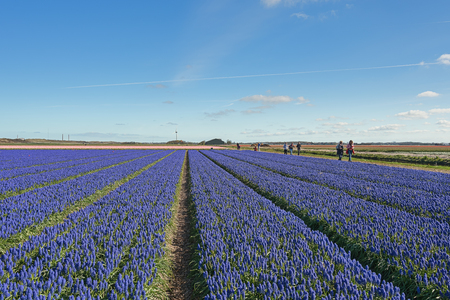 Zijpe, Netherlands - May 1, 2016: Blue Muscari field in the province of North Holland, Netherlands.のeditorial素材