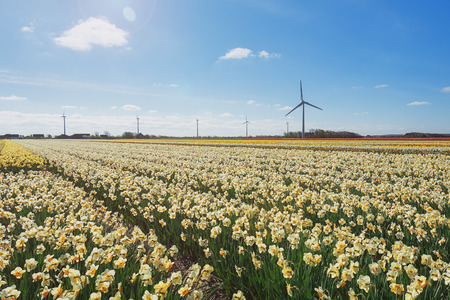Field with varieties of daffodils in the province of North Holland, Netherlands.の写真素材