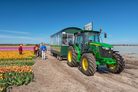 Zijpe, Netherlands - May 1, 2016: Tourists are Transported by tractor along the beautiful flower fields in the head of the province of North Holland in The Netherlands.のeditorial素材
