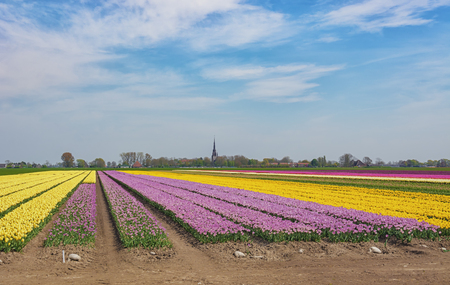 The beautiful and colorful Dutch tulips fields in spring With in the background the church tower of a small villageのeditorial素材