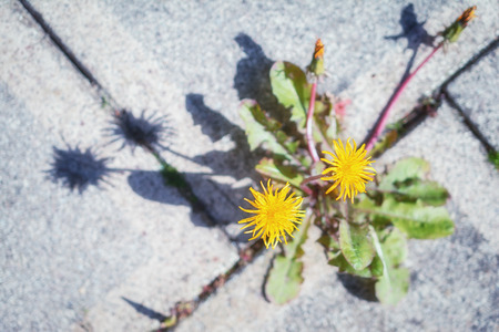 Dandelion growing between the tiles in the garden.の写真素材