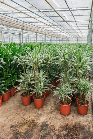 Draconias and other houseplants that are grown in a greenhouse in the Netherlandsの写真素材