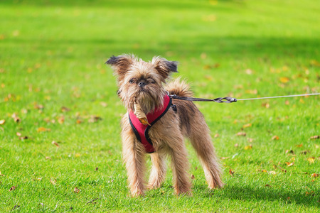 Dear puppy Brusselse Griffon poses for the camera in the gardenの写真素材