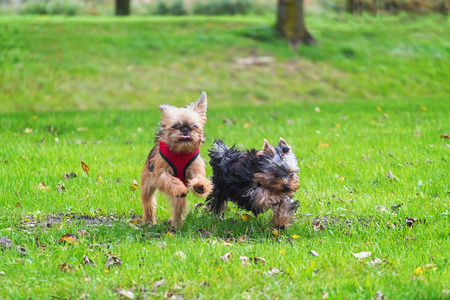 Yorkie and Brussels Griffon at full speedの写真素材