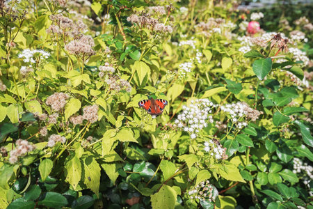 peacock butterfly on a flower relaxing in the sun