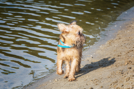Puppy Brusselse Griffon runs stiff along the banks of a lakeの写真素材