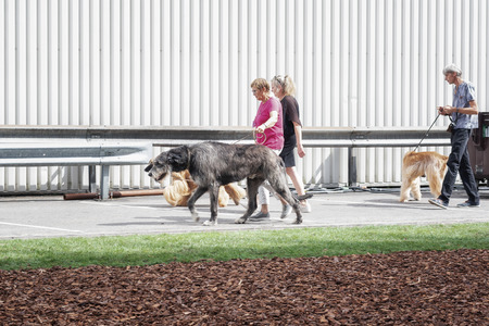 Amsterdam, The Netherlands, August 10, 2018: Irish wolfhounds let out by his owner during the World Dog Showのeditorial素材