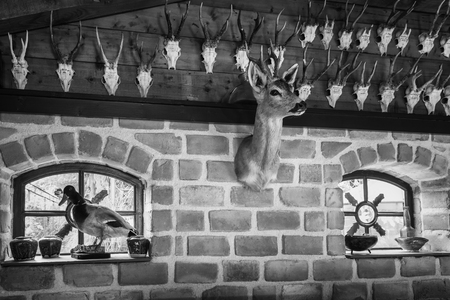 Musselkanaal, The Netherlands, November 7, 2017: Black and white photo of Several stuffed animals and antlers on the wall in a farmのeditorial素材