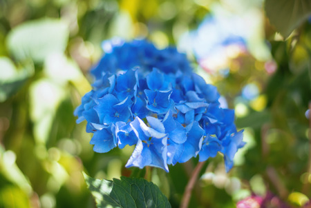 Beautiful blue hydrangea in a garden in The Netherlandsの写真素材