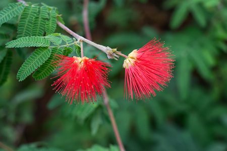 Beautiful red exotic flower in a park in the Netherlandsの写真素材