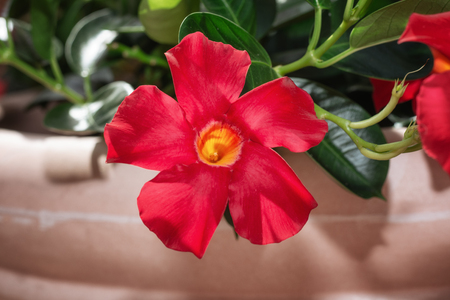 Terrace decorated with a flower pot filled with red flowersの写真素材