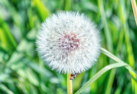 Dandelion that turned into a round ball of silver tufted fruits that will disperse in the wind somewhere in The Netherlandsの写真素材