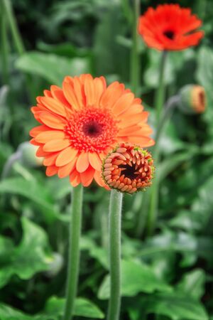 Closeup of beautiful orange gerberas in a greenhouse in the Netherlandsの写真素材