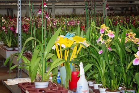 Nootdorp, The Netherlands, April 7, 2019: Growing orchids in a huge greenhouseのeditorial素材